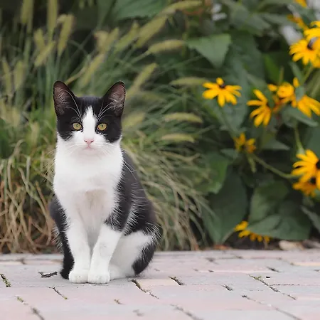 Alojamento de Turismo Rural Trenklehof *