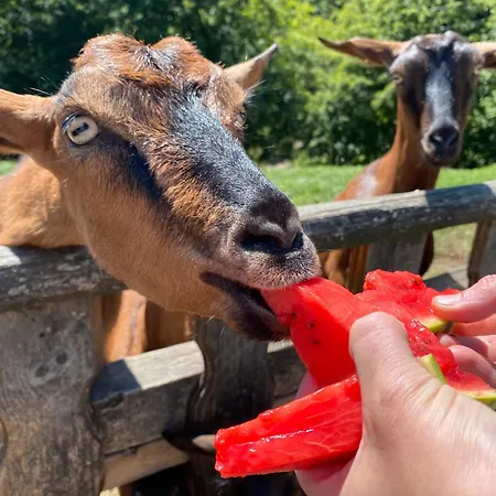 Alojamento de Turismo Rural Trenklehof