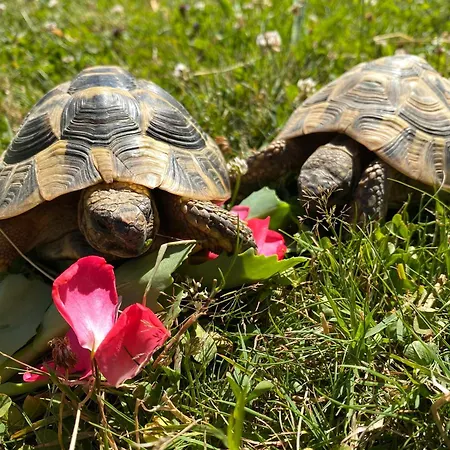 Trenklehof Alojamento de Turismo Rural Simonswald