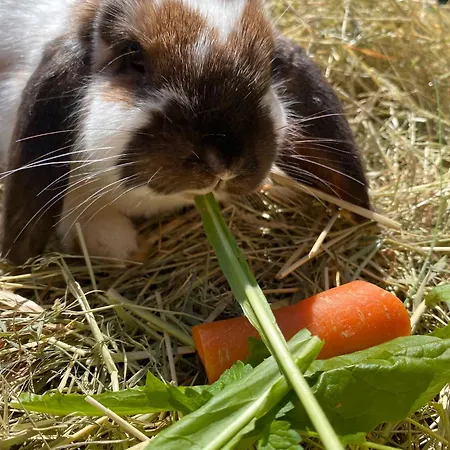 Trenklehof Alojamento de Turismo Rural Simonswald