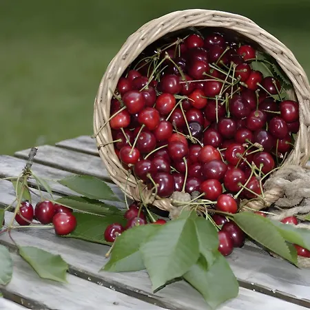 Trenklehof Simonswald