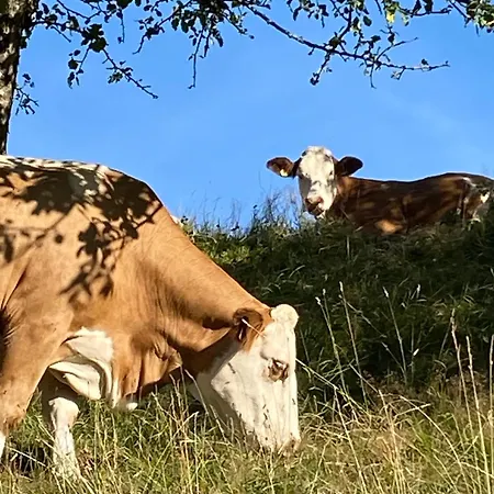 Trenklehof Farm stay Simonswald